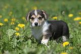 CORGI PEMBROKE 589